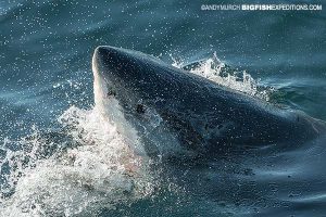 White shark diving in South Africa