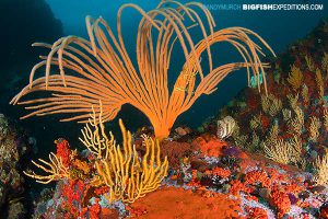 Beautiful coral reef in South Africa