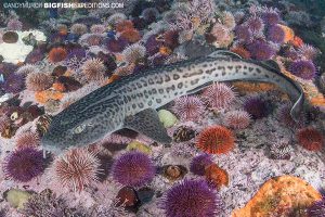 Leopard catshark diving in South Africa