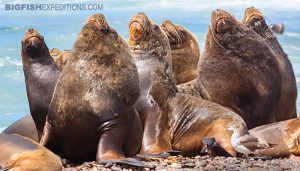 South American Sea Lions on Pensula Valdez