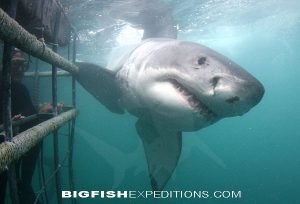 Great White Shark