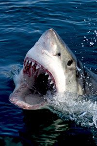 Great white shark diving