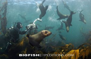 dive with cape fur seals