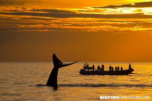 Southern right whale next to a boat