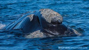 Southern right whale at the surface