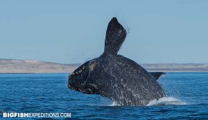 Southern Right whale breaching