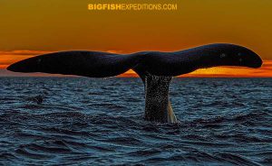 Southern Right Whale tail