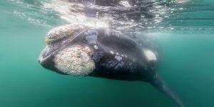 Southern right whale snorkeling.