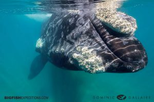 Snorkelling with southern right whales