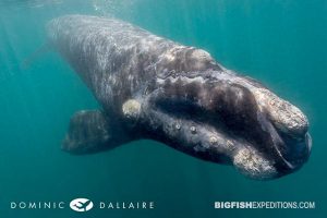 Southern right whale underwater