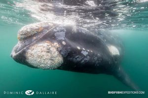 Southern right whale snorkeling