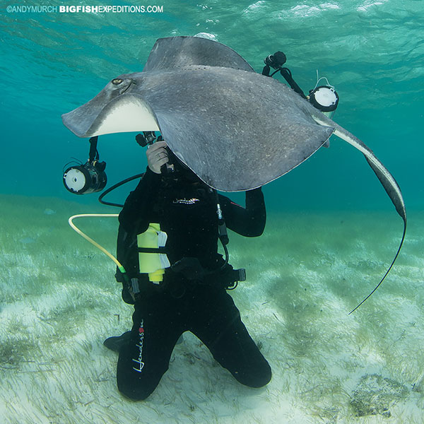 Stingray photograph in Gun Cay, Bimini Island.