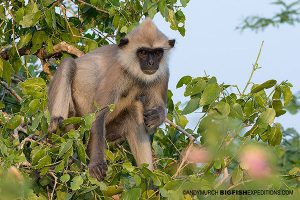 Tufted Grey Langur Sri Lanka Safari