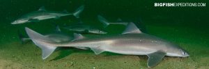 Spiny Dogfish