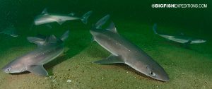 Spiny Dogfish