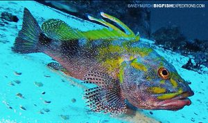 Spotback Scorpionfish at San Benedicto Island