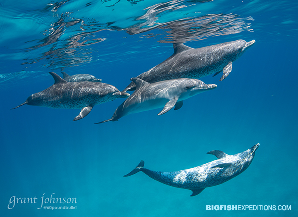 Spotted dolphin snorkeling, Bimini-006