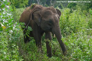 elephant in Wilpattu