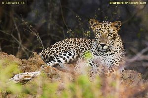 Sri Lankan Leopard Safari