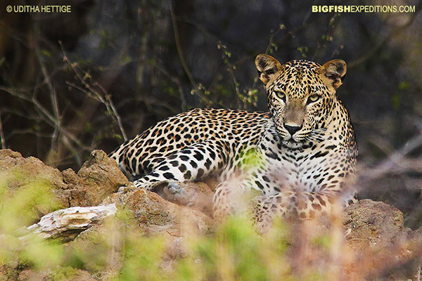 Sri Lankan Leopard Safari