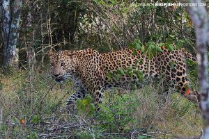 Leopard safari in Sri Lanka