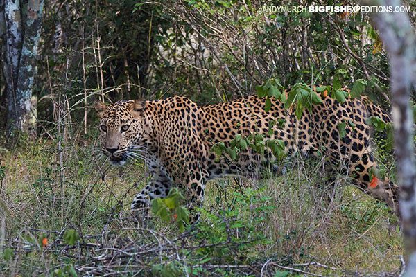 Leopard safari in Sri Lanka