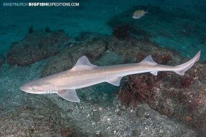 shark diving with a star-spotted smoothhound shark