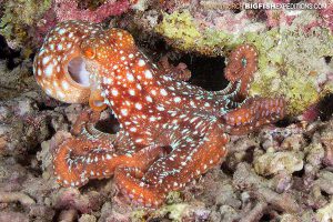 Starry Night Octopus diving Philippines