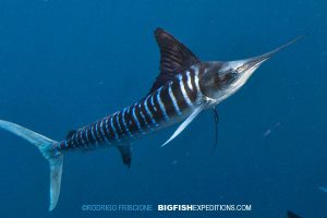 Snorkeling with striped marlin and bait balls on the Mexican Sardine Run