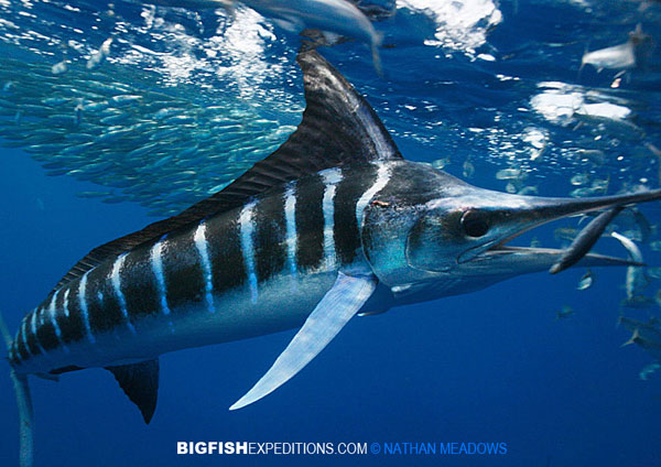 Striped Marlin Diving