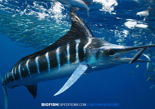 Snorkeling with striped marlin and bait balls on the Mexican Sardine Run