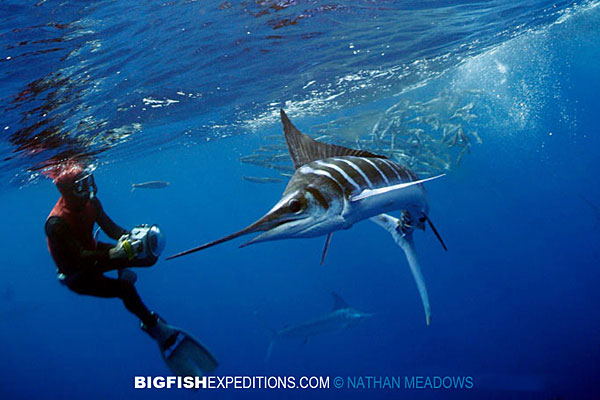 Snorkeling with striped marlin and bait balls on the Mexican Sardine Run