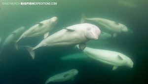 Pod of beluga whales swimming