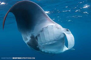 Swimming with manta rays in Mexico