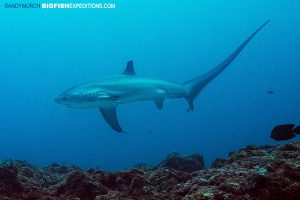 Pelagic thresher shark swims over the reef