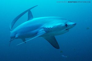 A large thresher shark makes eye contact