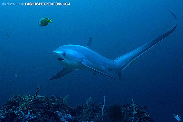 Thresher shark diving in Malapascua