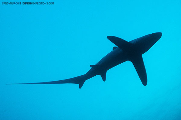 Diving with thresher sharks in the Philippines