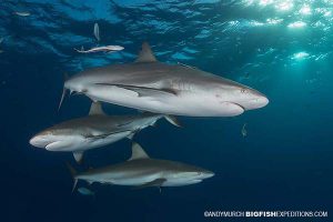 Tiger Beach Shark Diving