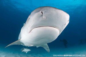 Tiger Beach Shark Diving