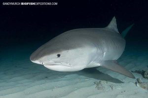 Tiger Beach Shark Diving