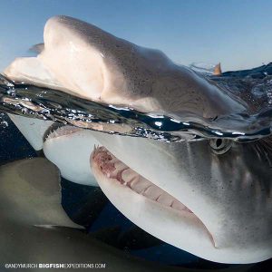 Tiger Beach Shark Diving