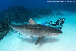 Tiger Beach Shark Diving