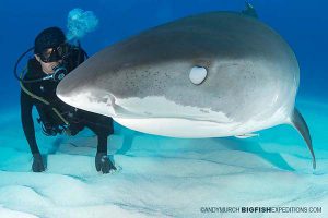 Tiger Beach Shark Diving