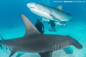 Tiger Beach Shark Diving