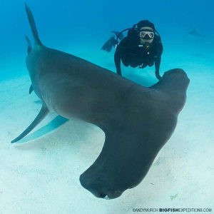 Tiger Shark Diving