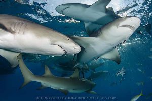 Lemon sharks at tiger beach