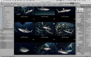 Shark photography workshop