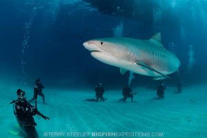 Tiger shark diving at tiger beach