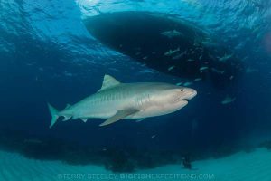 Diving with tiger sharks at Tiger Beach